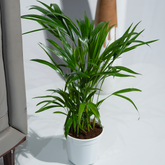 Areca Palm
